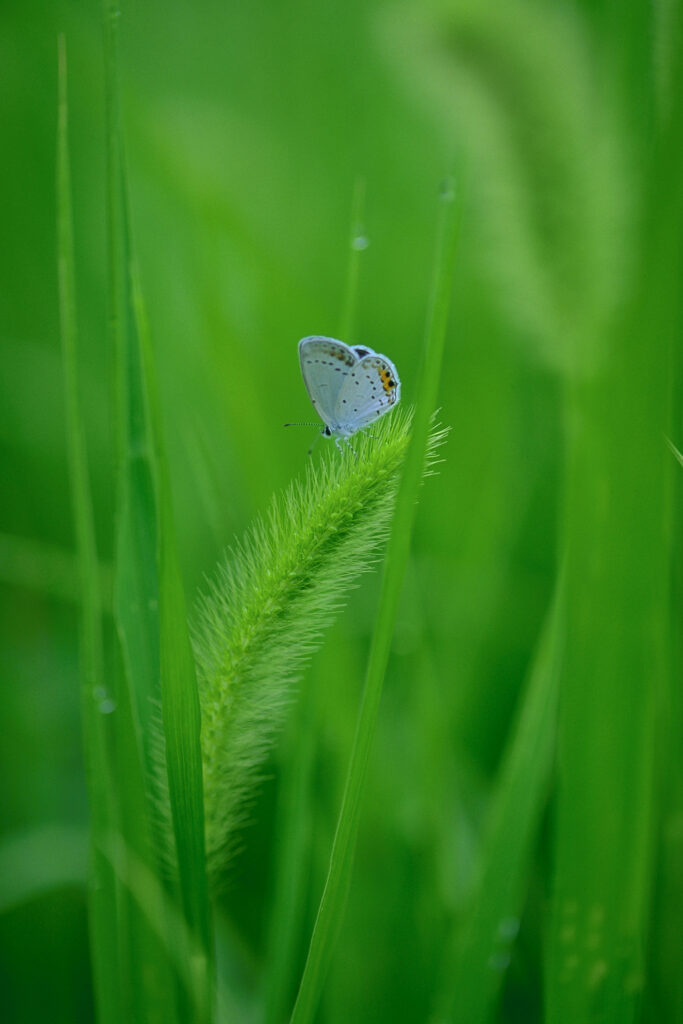 「草むらの朝」