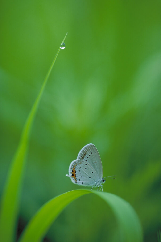 「朝露」